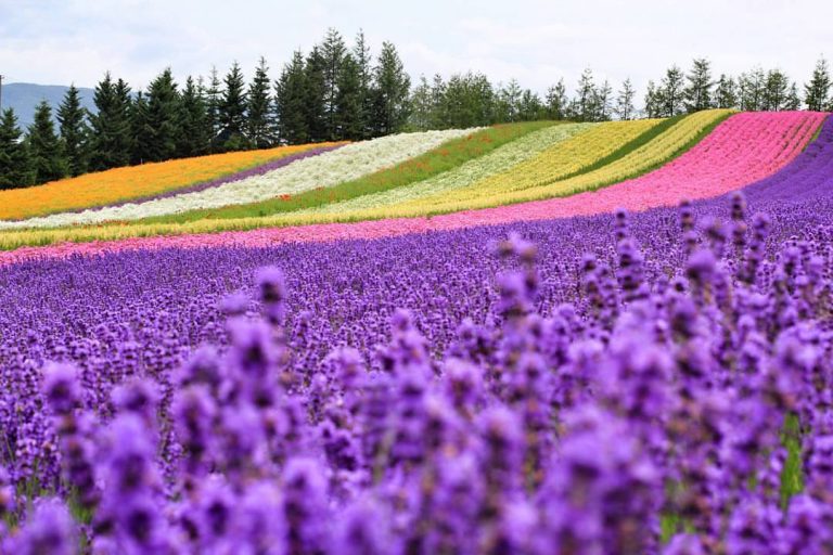 ฮอกไกโด ดอกลาเวนเดอร์ ฟาร์มโทมิตะ
