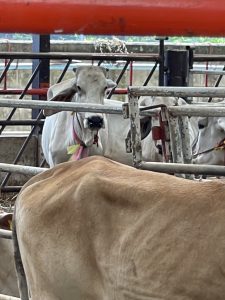 ไถ่ชีวิตโคกระบือ หน้าโรงเชือด วัฒนามีทโปรดักท์ อ.บ้านโป่ง จ.ราชบุรี