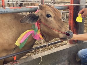 ไถ่ชีวิตโคกระบือ หน้าโรงเชือด วัฒนามีทโปรดักท์ อ.บ้านโป่ง จ.ราชบุรี